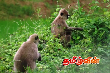 அம்பாறை மாவட்ட மக்களுக்கு குரங்குகளால் தொல்லை