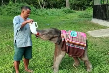 குளிரில் நடுங்கும் குட்டியானைகள் - போர்வை போர்த்தி பராமரிக்கும்  தேசிய பூங்கா