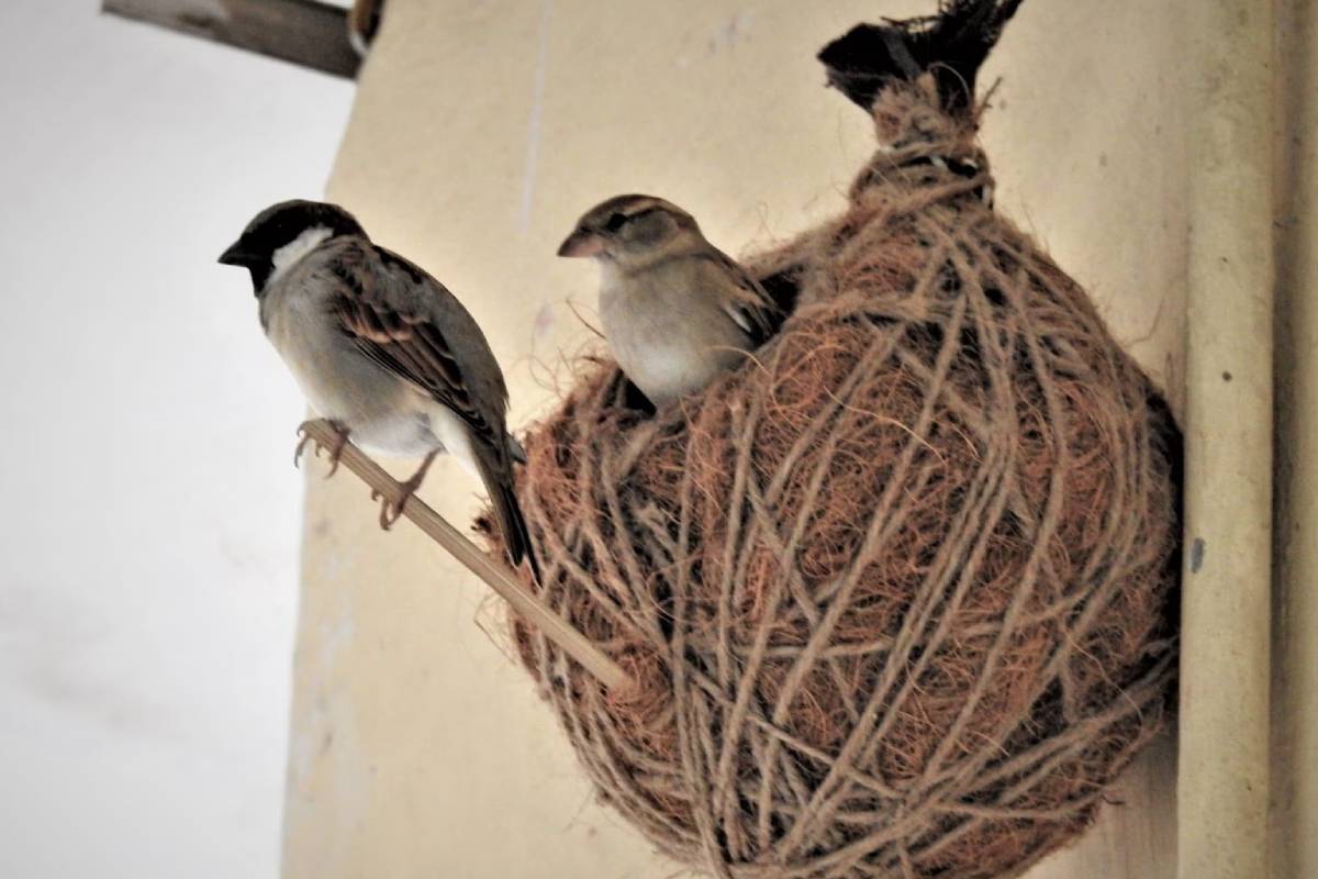 வீட்டில் குருவி கூடு கட்டினால் சுபமா அசுபமா? | Build A Pigeon Nest At Home Vastu Tip In Tamil