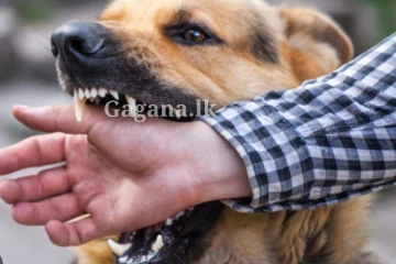 ඔයත් සුරතල් සතුන් ඇති කරන කෙනෙක් ද? එහෙනම් මේ දේ ගැනත් අනිවාර්යයෙන්ම දැනගන්න - 12 දෙනෙකුට දිවි අහිමි කළ මාරාන්තික රෝගය..