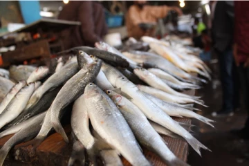 குளிர்காலத்தில் மீன் சாப்பிட்டால் என்ன நடக்கும் தெரியுமா?  இனி முழுசா தெரிஞ்சிக்கோங்க!