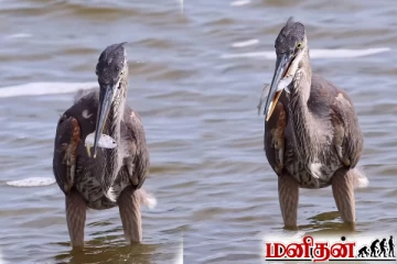 Viral Video: நாரையின் தொண்டைக்குள் சென்றும் துடிதுடிக்கும் மீன்... வைரலாகும் காணொளி