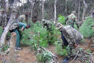 கஞ்சா செடிகள் வளர்க்கப்பட்ட தோட்டத்தை சுற்றிவளைத்த விசேட அதிரடிப்படையினர்