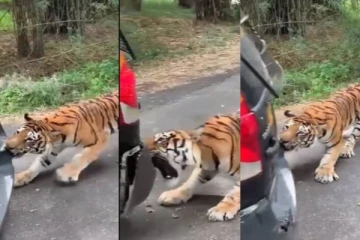 ட்விட்டர் பக்கத்தில் ஆனந்த் மஹிந்திரா பகிர்ந்த சுவாரஸ்ய வீடியோ பதிவு