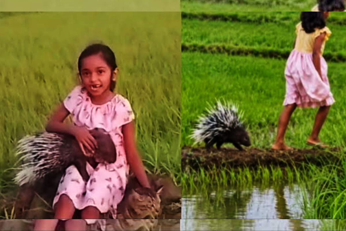முள்ளம்பன்றி எப்படி இலங்கைச் சிறுமியின் நண்பனானது - வைரல் காணொளியின் கதை | Girl And Rescued Porcupine World Viral Video முள்ளம்பன்றி எப்படி இலங்கைச் சிறுமியின் நண்பனானது - வைரல் காணொளியின் கதை | Girl And Rescued Porcupine World Viral Video