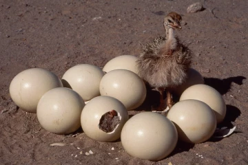 கூட்டில் 100 முட்டைகளுக்கு மேல் இடும் பறவை: எது தெரியுமா?