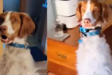 விபத்தில் காலை இழந்த நாய் வைராக்கியத்துடன் எழுந்து நடக்கும் அதிசயம்.... மில்லியன் பேருக்கு பாடம் புகட்டும் காட்சி