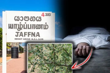 யாழில் முட்கிளுவை மரத்தின் முள் குத்தியதால் மூதாட்டிக்கு நேர்ந்த கதி!