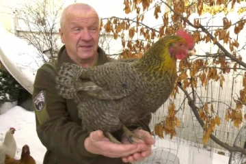 கோழிகளுக்காக சிறையில் அடைக்கப்பட்ட கனேடியர்!