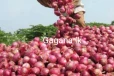 අහස උසට ගිය ලොකු ලූණු මිල ගැන ඇගහිරිවැටෙන ආරංචියක්..