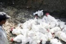 பறவை காய்ச்சல் தீவிரம்: முட்டையை பச்சையாக சாப்பிட வேண்டாம்