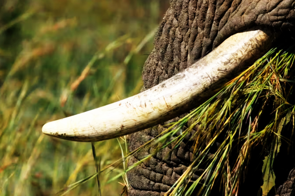 மன்னாரில் யானை தந்தத்துடன் சந்தேகநபர் ஒருவர் கைது! | Man Arrested With Elephant Tusk In Mannar
