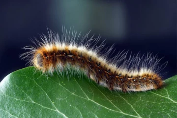 46,000 ஆண்டுகளுக்கு முன்பு உறைந்த புழுக்கள்; மறுபிறவி கொடுத்த விஞ்ஞானிகள்