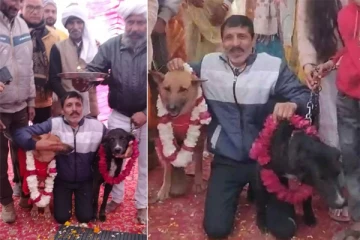 கோலாகலமாக இடம்பெற்ற நாய்களின் திருமணம்: எங்கு தெரியுமா? வைரலாகும் வீடியோ!