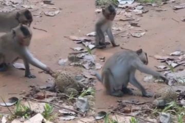 குரங்கிடம் மாட்டிக்கொண்ட மிகப்பெரிய தவளை! நடந்த சுவாரசியத்தை நீங்களே பாருங்க