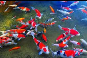 ඔබත් ටැංකියේ මාළු ගගට දානවාද එහෙම සුරතල් මාළු ගගට දාන එක හොඳයිද ?