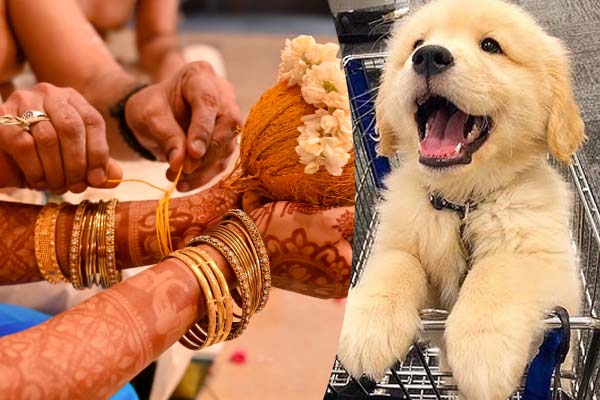 நாய்குட்டியால் நின்று போன திருமணம்... ஏமாற்றத்தில் மணமகன் | A Marriage That Was Stopped By A Small Dog