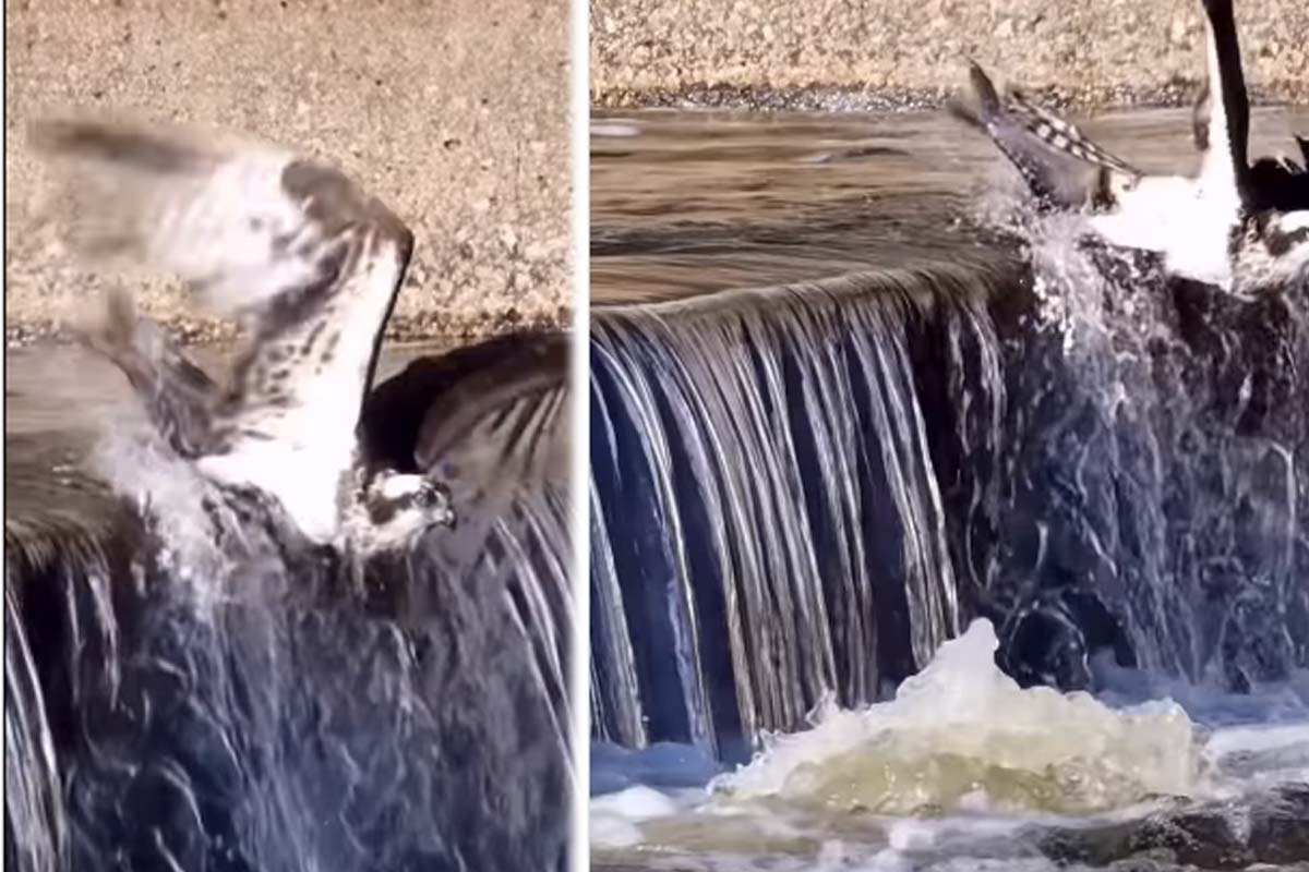Viral Video: கழுகிடம் சிக்கிய பெரிய மீன்.... கடைசியில் நடந்தது என்ன ? | Osprey Catch The Big Fish And Leaves It On Water