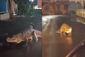 வீதியில் உலா வந்த 8 அடி நீள முதலை..மிரண்டுபோன வாகன ஓட்டிகள் - வைரலாகும் வீடியோ!