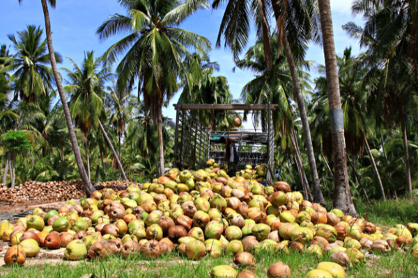 இலங்கை தேங்காய் உற்பத்தி தொடர்பில் வெளியான தகவல் | Coconut Price High In Sri Lanka
