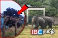 மட்டக்களப்பு மாநகர எல்லைக்குள் 12 யானைகள் அட்டகாசம்!