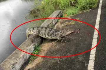 யாழில் இரத்தம் வடிந்த நிலையில் வீதிக்கு வந்த முதலை