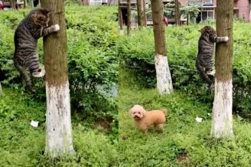 ஆள விடுடா சாமி! மரத்தின் மேல் நின்று வீம்பு காட்டும் பூனை: வைரல் வீடியோ