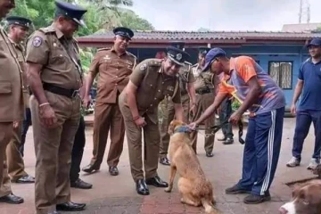நெதர்லாந்திலிருந்து நாட்டிற்கு கொண்டுவரப்பட்ட சுமார் 6 கோடி மதிப்பிலான நாய்கள்
