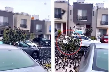 மீண்டுமொரு அனர்த்தமா? நகரத்தை ஆக்கிரமித்து முன்னெச்சரிக்கை கொடுக்கும் காகங்கள்! பீதியை கிளப்பும் வீடியோ