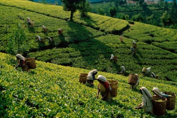 நாட்டின் தேயிலை மற்றும் இறப்பர் உற்பத்தியில் பாரிய பின்னடைவு