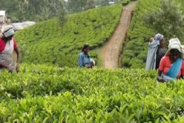 வட்டவளையில் தொடர் வேலை நிறுத்த போராட்டத்தில் ஈடுபட்ட தோட்ட தொழிலாளர்கள் (Video)