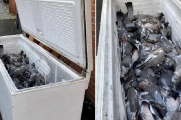 ப்ரீஸரில் நிரப்பப்பட்டிருந்த இறந்த புறாக்கள்: இன்னும் விலகாத மர்மம்