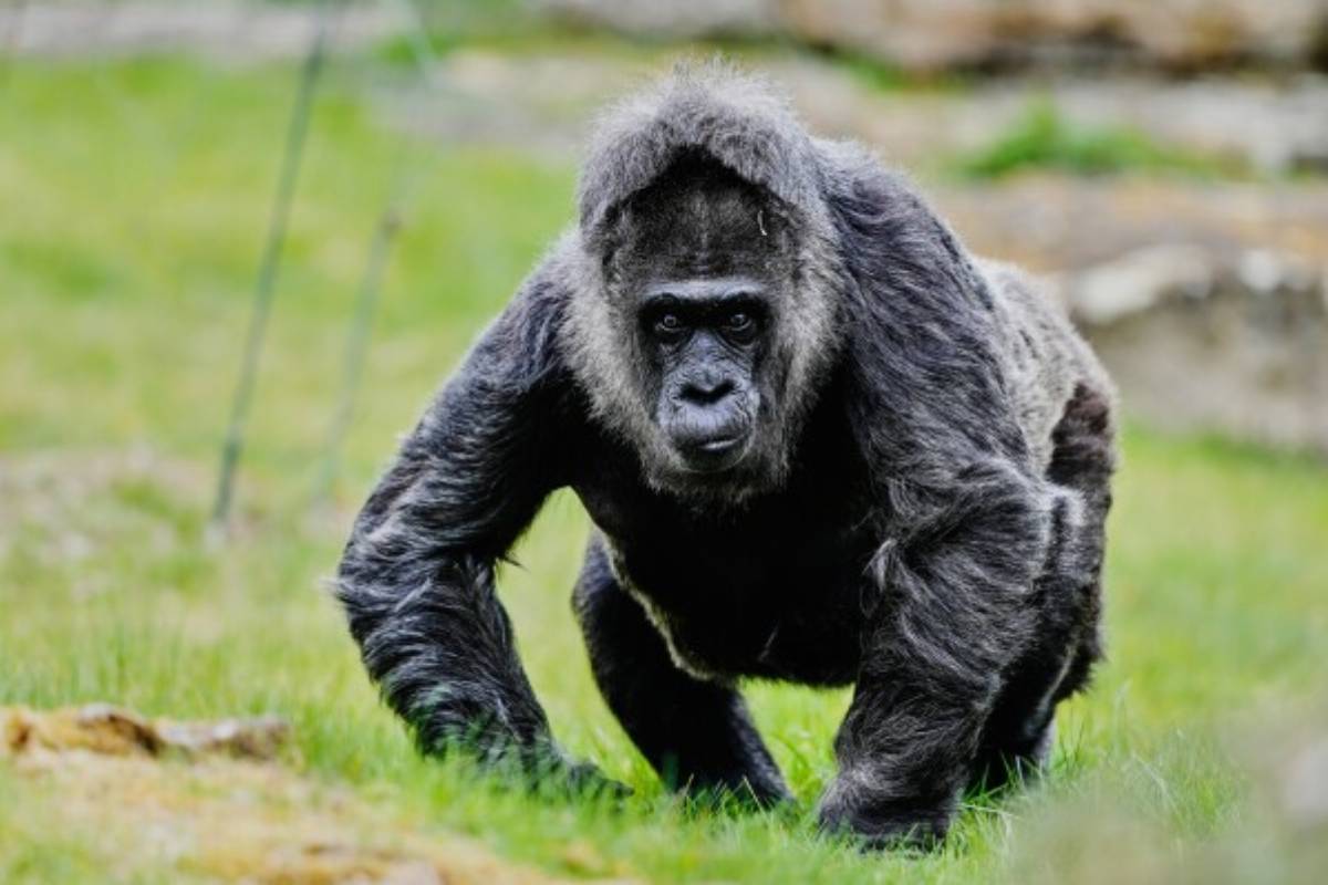 ஜெர்மனி பெர்லின் பூங்காவில் கின்னஸ் சாதனை படைத்த கொரில்லா | Guinness Record Setting Gorilla Berlin Zoo