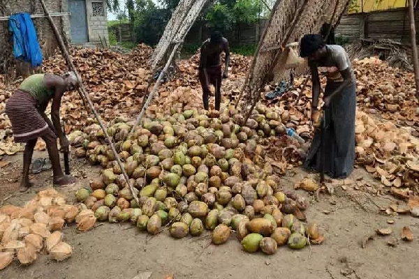 அதிகரிக்கும் தேங்காய் விலை : வெளியானது காரணம் | Coconut Pricing Amid Rising அதிகரிக்கும் தேங்காய் விலை : வெளியானது காரணம் | Coconut Pricing Amid Rising