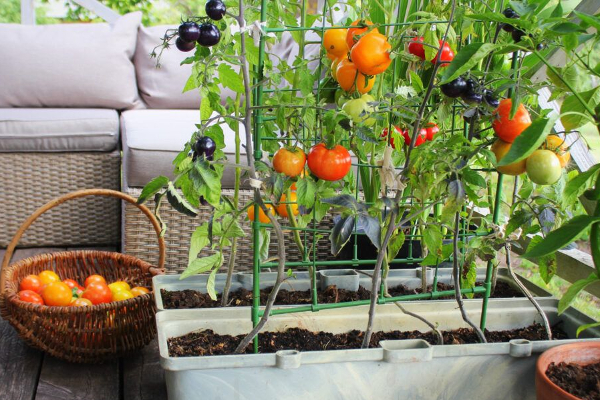 அனைவரும் வீடுகளில் பயிரிடுங்கள்! பயங்கரமான நிலைமைக்கு வந்துள்ள இலங்கை - விடுக்கப்பட்டுள்ள  எச்சரிக்கை - ஐபிசி தமிழ்