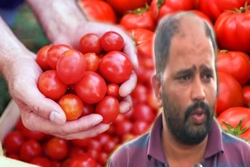 எகிறும் தக்காளி விலை., கோடீஸ்வரரான விவசாயி!