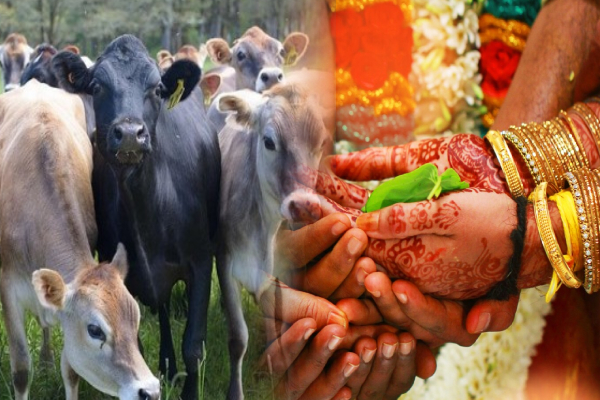 திருமணமாகி ஒருமாதம்; தந்தை கால்நடைகளை விற்றதால் உயிரை மாய்த்த இளைஞன் | Man Committed Suicide Because Father Sold Cattle திருமணமாகி ஒருமாதம்; தந்தை கால்நடைகளை விற்றதால் உயிரை மாய்த்த இளைஞன் | Man Committed Suicide Because Father Sold Cattle