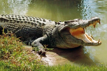 நிலத்தடி குழாயில் அழையா விருந்தாளியாக வந்த முதலை!