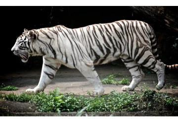 வண்டலூர் பூங்காவில் அரியவகை மரபணுக்கொண்ட வெள்ளைப்புலி உயிரிழப்பு