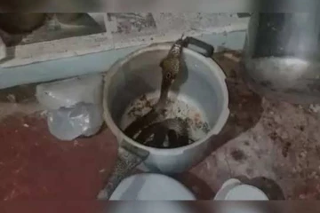 குக்கரில் இருந்து எட்டிப்பார்த்த நல்ல பாம்பு - அதிர்ச்சியில் குடும்பத்தினர்