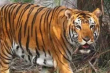 பூங்காவில் பராமரிப்பாளரை கொன்று விட்டு தப்பி ஓடிய பெண் புலிகள்!