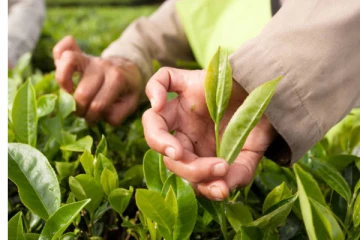 එක එක ඒවා මිශ්‍ර නොකර ගෙදරදීම නැවුම් තේ කොළ හදන්නේ මෙහෙමයි.