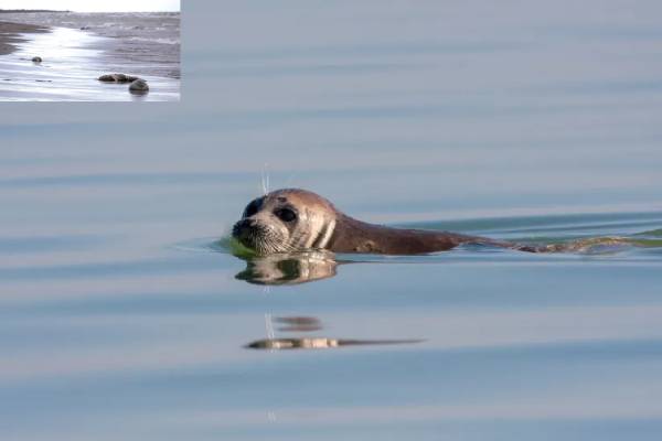 nearly-500-seals-found-dead-in-russian-coast