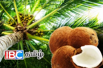 நாட்டில் நிலவும் தேங்காய் தட்டுபாடு: அநுர அரசின் தீர்மானம்