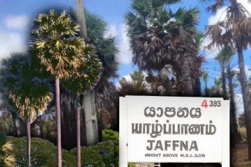 யாழில் நூற்றுக்கணக்கான பனை மரங்களுக்கு தீ வைப்பு...! பொதுமக்கள் கடும் விசனம்