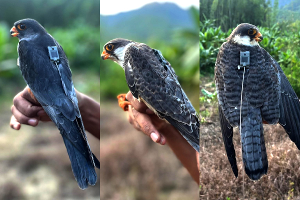 Amur falcons migration, 5000 km bird flight India, Amur falcons Arabian Sea journey, physics of bird migration, long distance bird travel, Amur falcons Africa migration, satellite tracking falcons India, wind systems bird flight, unihemispheric sleep in birds, extraordinary bird migration stories