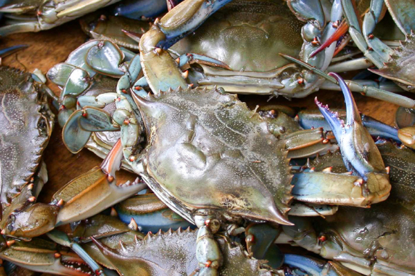 அமெரிக்காவின் இறக்குமதி தடையால் பாதிப்படையும் வடக்கு மக்கள் | Us Stops Crab Import From Sri Lanka அமெரிக்காவின் இறக்குமதி தடையால் பாதிப்படையும் வடக்கு மக்கள் | Us Stops Crab Import From Sri Lanka