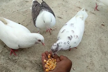 ஈவிரக்கமின்றி புறாக்களை திருடி தின்று காணொளி வெளியீடு!
