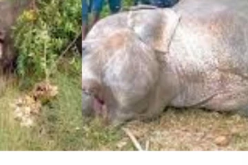 කොළඹ සිට මඩකලපුව බලා ඊයේ රාත්රී ධාවනය වූ පුලතිසි දුම්රියේ ගැටීමෙන් වන අලියකු මියගිය සංවේදි සිදුවීම.