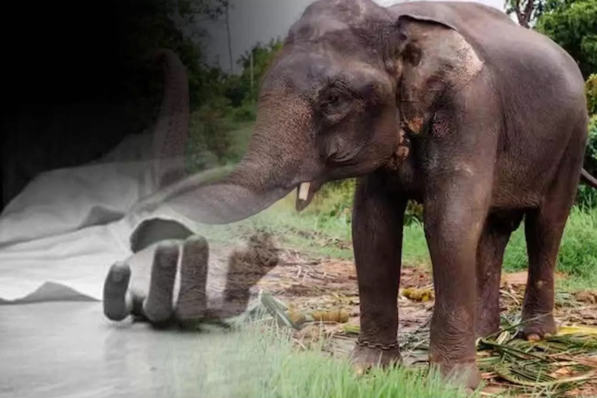 காட்டு யானை தாக்கி பெண் ஒருவர் உயிரிழப்பு | Woman Dies After Being Attacked By Wild Elephant